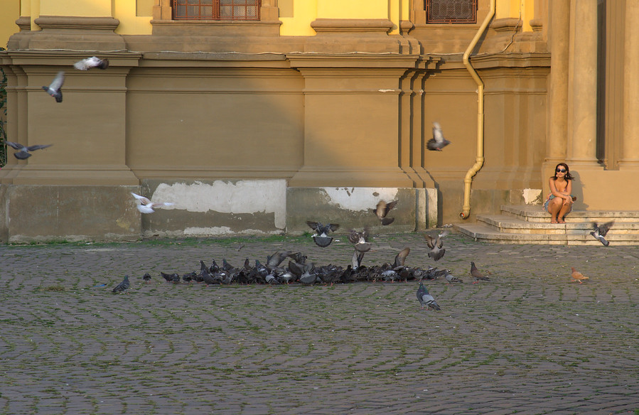 Pigeons