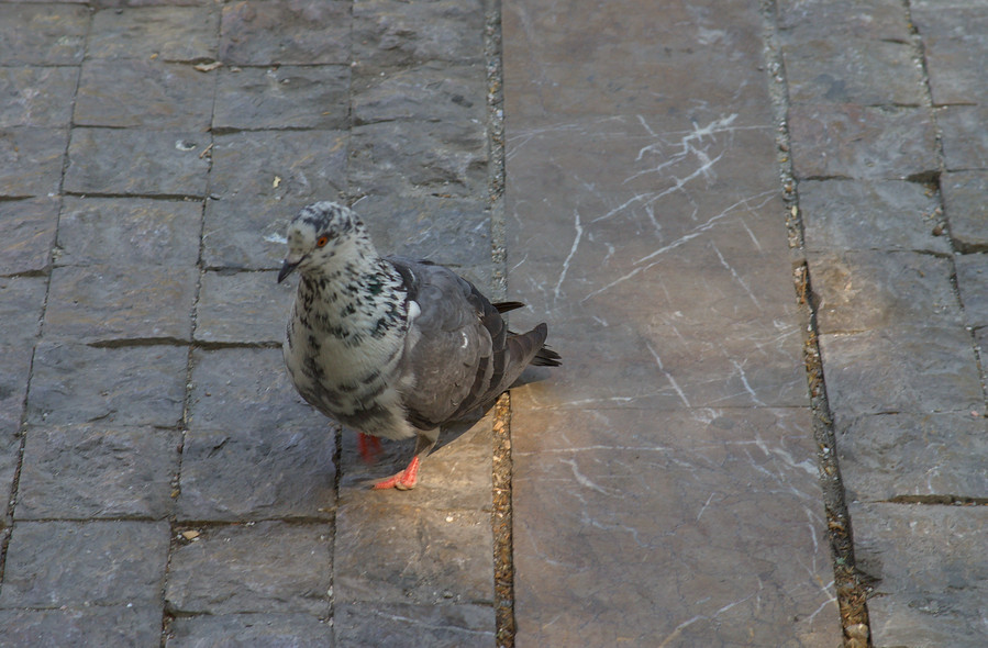 Pigeon