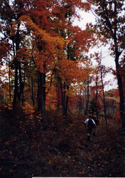 Through the falling leaves
