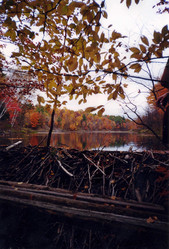 Beaver view