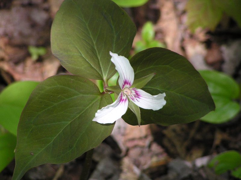 Trillium