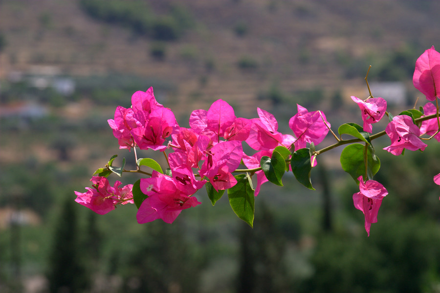 Pink flowers