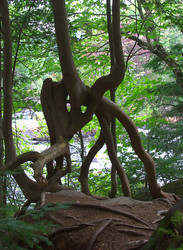 Contorted tree